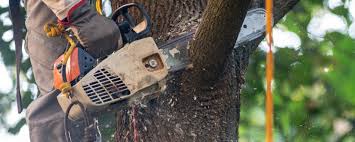 Why Choose Our Tree Removal Services in Amargosa Valley, NV?